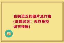 白鹤灵芝的图片及作用(白鹤灵芝：天然免疫调节神器)