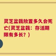 灵芝盆栽放置多久会死亡(灵芝盆栽：存活期限有多长？)