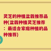 灵芝的种植盆栽推荐品种(盆栽种植灵芝推荐：最适合家庭种植的品种推荐)