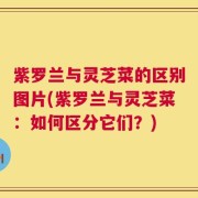 紫罗兰与灵芝菜的区别图片(紫罗兰与灵芝菜：如何区分它们？)