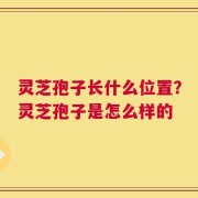 灵芝孢子长什么位置？灵芝孢子是怎么样的