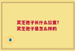 灵芝孢子长什么位置？灵芝孢子是怎么样的