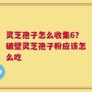 灵芝孢子怎么收集6？破壁灵芝孢子粉应该怎么吃