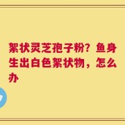 絮状灵芝孢子粉？鱼身生出白色絮状物，怎么办