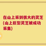 在山上采到很大的灵芝(山上巨型灵芝被成功采集)