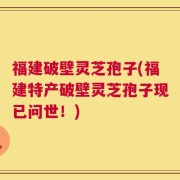 福建破壁灵芝孢子(福建特产破壁灵芝孢子现已问世！)