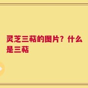 灵芝三萜的图片？什么是三萜