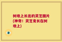 树墩上长出的灵芝图片(神奇！灵芝竟长在树墩上)