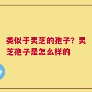 类似于灵芝的孢子？灵芝孢子是怎么样的