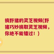 摘野猪的灵芝视频(野猪巧妙摘取灵芝视频，你绝不能错过！)