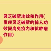 灵芝破壁功效和作用(发现灵芝破壁的惊人功效提高免疫力和抗肿瘤作用)