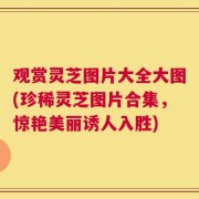 观赏灵芝图片大全大图(珍稀灵芝图片合集，惊艳美丽诱人入胜)