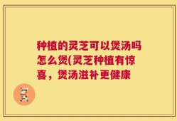 种植的灵芝可以煲汤吗怎么煲(灵芝种植有惊喜，煲汤滋补更健康