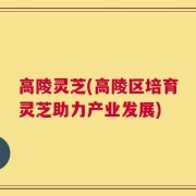 高陵灵芝(高陵区培育灵芝助力产业发展)