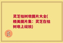灵芝枯树墩图片大全(精美图片集：灵芝在枯树墩上绽放)