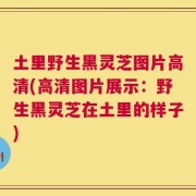 土里野生黑灵芝图片高清(高清图片展示：野生黑灵芝在土里的样子)