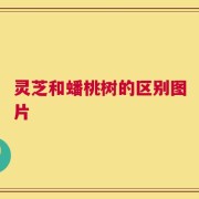 灵芝和蟠桃树的区别图片