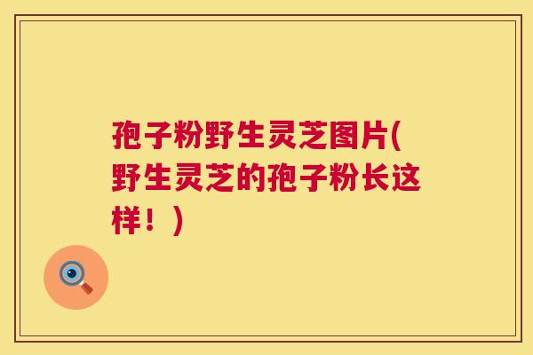 孢子粉野生灵芝图片(野生灵芝的孢子粉长这样!) 第1张 孢子粉野生灵芝图片(野生灵芝的孢子粉长这样!) 第1张