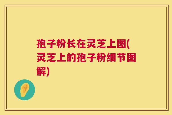 孢子粉长在灵芝上图(灵芝上的孢子粉细节图解) 第1张 孢子粉长在灵芝上图(灵芝上的孢子粉细节图解) 第1张