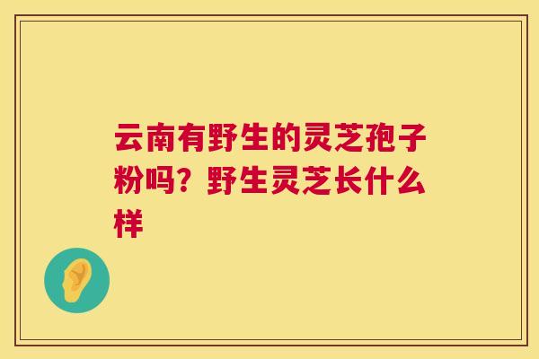 云南有野生的灵芝孢子粉吗?野生灵芝长什么样 第1张 云南有野生的灵芝孢子粉吗?野生灵芝长什么样 第1张