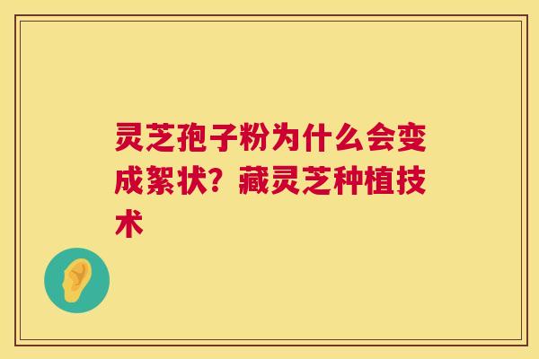 灵芝孢子粉为什么会变成絮状？藏灵芝种植技术  第1张