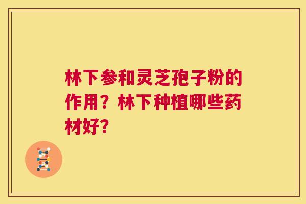 林下参和灵芝孢子粉的作用?林下种植哪些药材好? 第1张 林下参和灵芝孢子粉的作用?林下种植哪些药材好? 第1张
