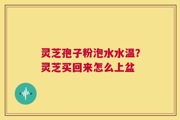 灵芝孢子粉泡水水温?灵芝买回来怎么上盆 第1张 灵芝孢子粉泡水水温?灵芝买回来怎么上盆 第1张