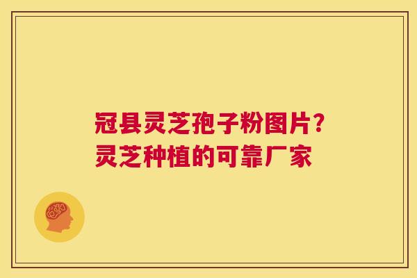 冠县灵芝孢子粉图片?灵芝种植的可靠厂家 第1张 冠县灵芝孢子粉图片?灵芝种植的可靠厂家 第1张
