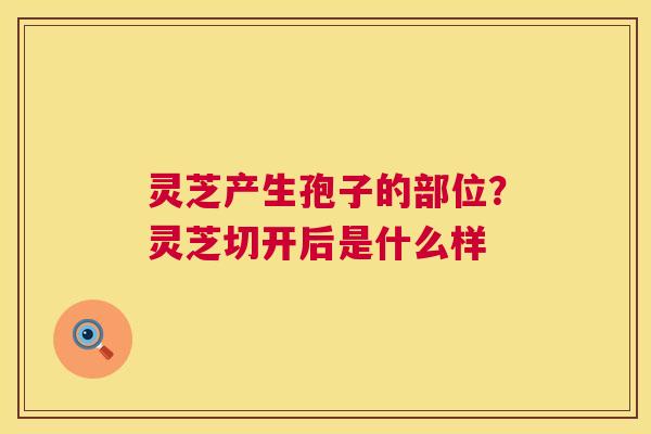 灵芝产生孢子的部位？灵芝切开后是什么样  第1张