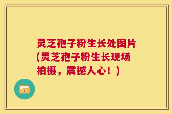 灵芝孢子粉生长处图片(灵芝孢子粉生长现场拍摄,震撼人心!) 第1张 灵芝孢子粉生长处图片(灵芝孢子粉生长现场拍摄,震撼人心!) 第1张