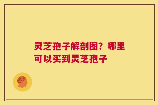 灵芝孢子解剖图?哪里可以买到灵芝孢子 第1张 灵芝孢子解剖图?哪里可以买到灵芝孢子 第1张