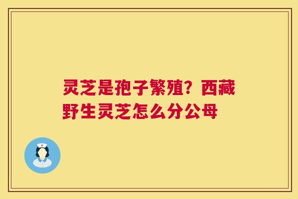 灵芝是孢子繁殖?西藏野生灵芝怎么分公母 第1张 灵芝是孢子繁殖?西藏野生灵芝怎么分公母 第1张