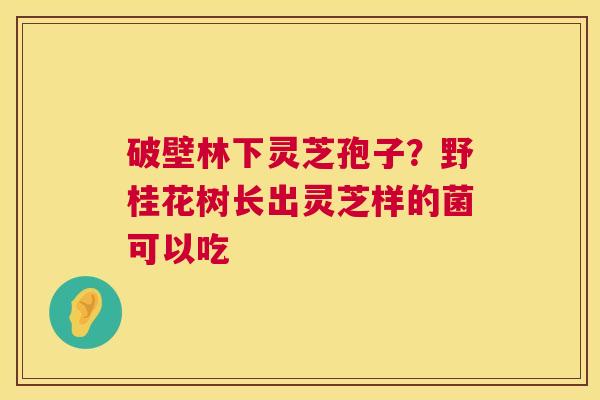破壁林下灵芝孢子?野桂花树长出灵芝样的菌可以吃 第1张 破壁林下灵芝孢子?野桂花树长出灵芝样的菌可以吃 第1张