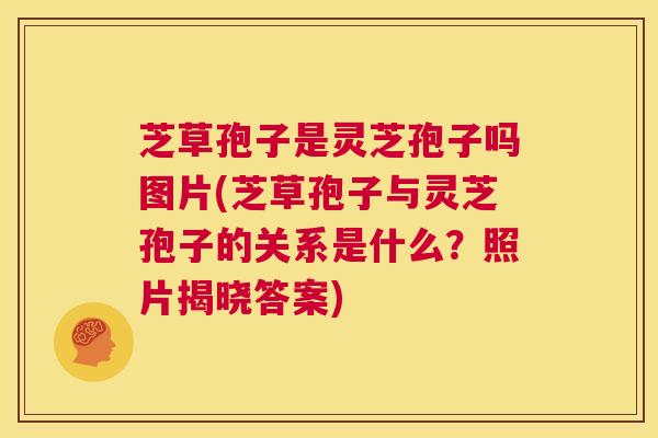 芝草孢子是灵芝孢子吗图片(芝草孢子与灵芝孢子的关系是什么?照片揭晓答案) 第1张 芝草孢子是灵芝孢子吗图片(芝草孢子与灵芝孢子的关系是什么?照片揭晓答案) 第1张