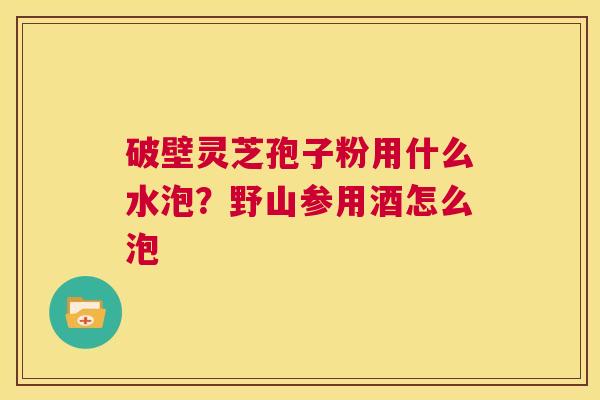 破壁灵芝孢子粉用什么水泡?野山参用酒怎么泡 第1张 破壁灵芝孢子粉用什么水泡?野山参用酒怎么泡 第1张
