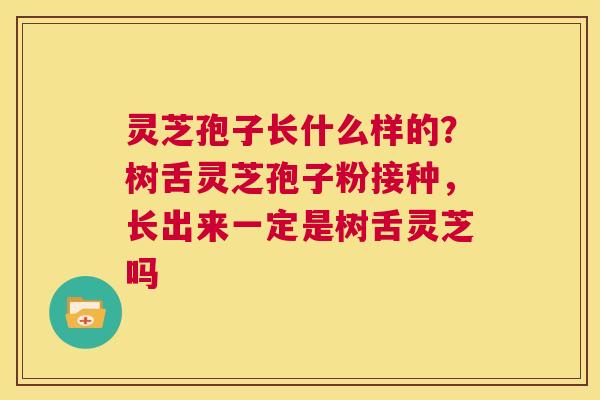 灵芝孢子长什么样的?树舌灵芝孢子粉接种,长出来一定是树舌灵芝吗 第1张 灵芝孢子长什么样的?树舌灵芝孢子粉接种,长出来一定是树舌灵芝吗 第1张