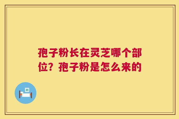 孢子粉长在灵芝哪个部位?孢子粉是怎么来的 第1张 孢子粉长在灵芝哪个部位?孢子粉是怎么来的 第1张