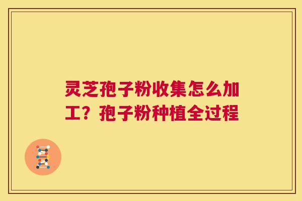 灵芝孢子粉收集怎么加工?孢子粉种植全过程 第1张 灵芝孢子粉收集怎么加工?孢子粉种植全过程 第1张