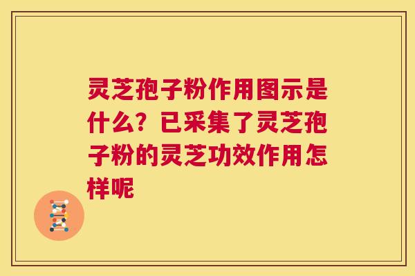 灵芝孢子粉作用图示是什么?已采集了灵芝孢子粉的灵芝功效作用怎样呢 第1张 灵芝孢子粉作用图示是什么?已采集了灵芝孢子粉的灵芝功效作用怎样呢 第1张