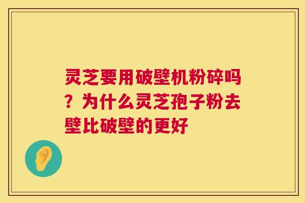 灵芝要用破壁机粉碎吗？为什么灵芝孢子粉去壁比破壁的更好  第1张