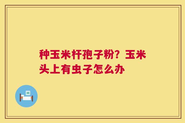 种玉米杆孢子粉?玉米头上有虫子怎么办 第1张 种玉米杆孢子粉?玉米头上有虫子怎么办 第1张