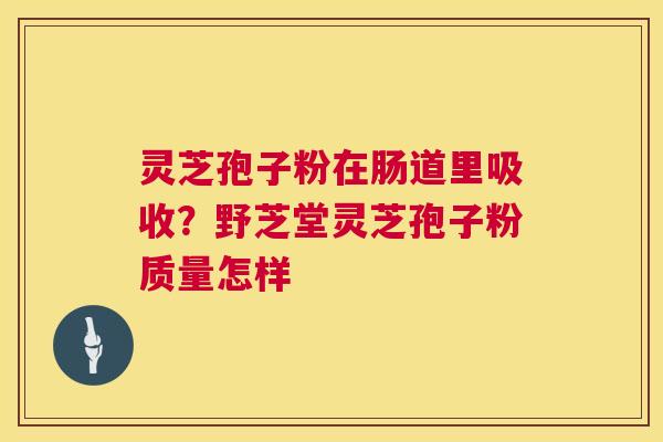 灵芝孢子粉在肠道里吸收?野芝堂灵芝孢子粉质量怎样 第1张 灵芝孢子粉在肠道里吸收?野芝堂灵芝孢子粉质量怎样 第1张