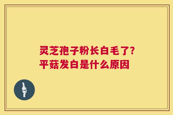 灵芝孢子粉长白毛了？平菇发白是什么原因  第1张