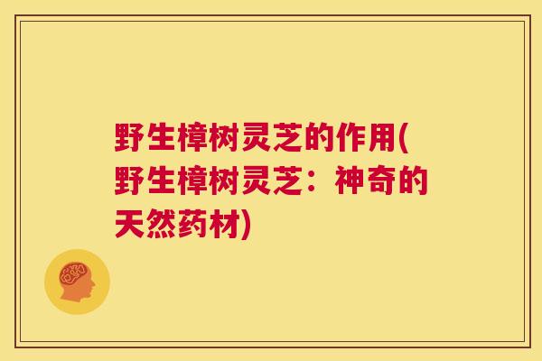 野生樟树灵芝的作用(野生樟树灵芝：神奇的天然药材)  第1张