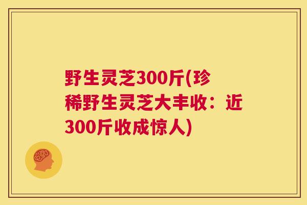 野生灵芝300斤(珍稀野生灵芝大丰收:近300斤收成惊人) 第1张 野生灵芝300斤(珍稀野生灵芝大丰收:近300斤收成惊人) 第1张