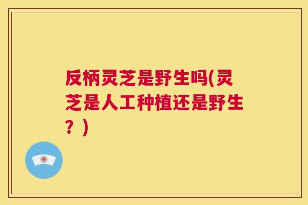反柄灵芝是野生吗(灵芝是人工种植还是野生?) 第1张 反柄灵芝是野生吗(灵芝是人工种植还是野生?) 第1张