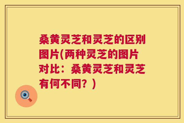 桑黄灵芝和灵芝的区别图片(两种灵芝的图片对比:桑黄灵芝和灵芝有何不同?) 第1张 桑黄灵芝和灵芝的区别图片(两种灵芝的图片对比:桑黄灵芝和灵芝有何不同?) 第1张