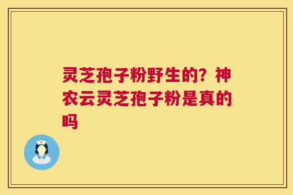 灵芝孢子粉野生的?神农云灵芝孢子粉是真的吗 第1张 灵芝孢子粉野生的?神农云灵芝孢子粉是真的吗 第1张