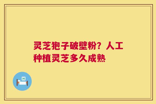 灵芝狍子破壁粉?人工种植灵芝多久成熟 第1张 灵芝狍子破壁粉?人工种植灵芝多久成熟 第1张
