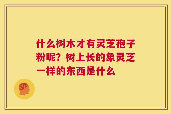 什么树木才有灵芝孢子粉呢?树上长的象灵芝一样的东西是什么 第1张 什么树木才有灵芝孢子粉呢?树上长的象灵芝一样的东西是什么 第1张